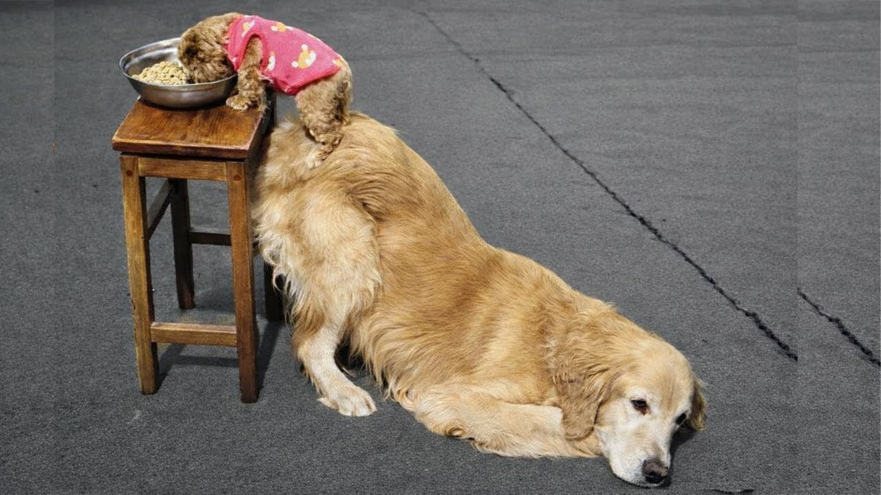 Hilarious Dog Videos Of The Year That Will Make You Laugh To Tears! 😂🐕 🤣🐾 🤣