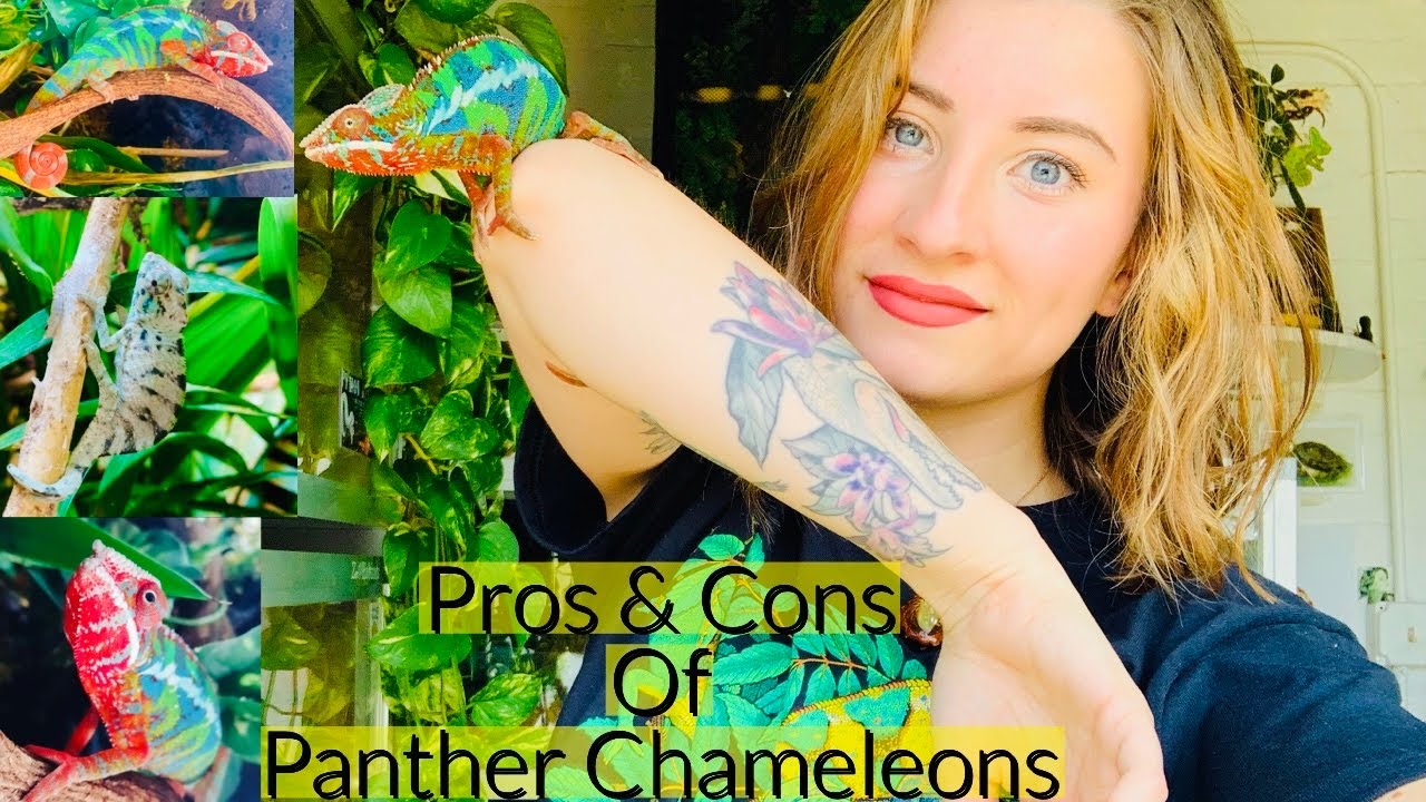 Pros & Cons of Panther Chameleons!