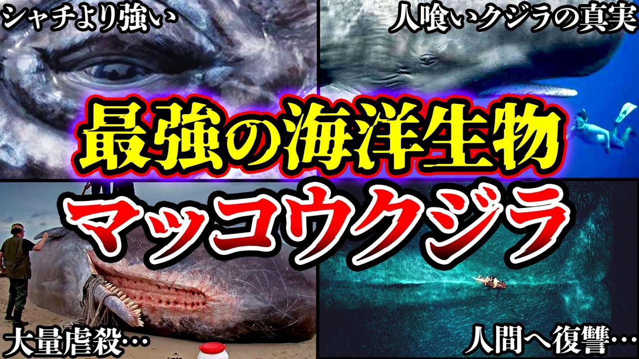 【ゆっくり解説】シャチより強い…海洋界最強のマッコウクジラは人食いクジラ⁉人を襲った事件の真実について…人間がマッコウクジラにしてきた残虐なこととは？