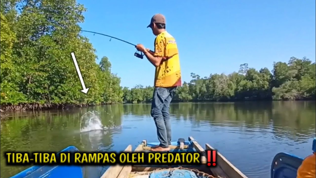 HASIL PANCINGAN TIBA-TIBA DI RAMPAS PAKSA OLEH PREDATOR BUAS😱😱