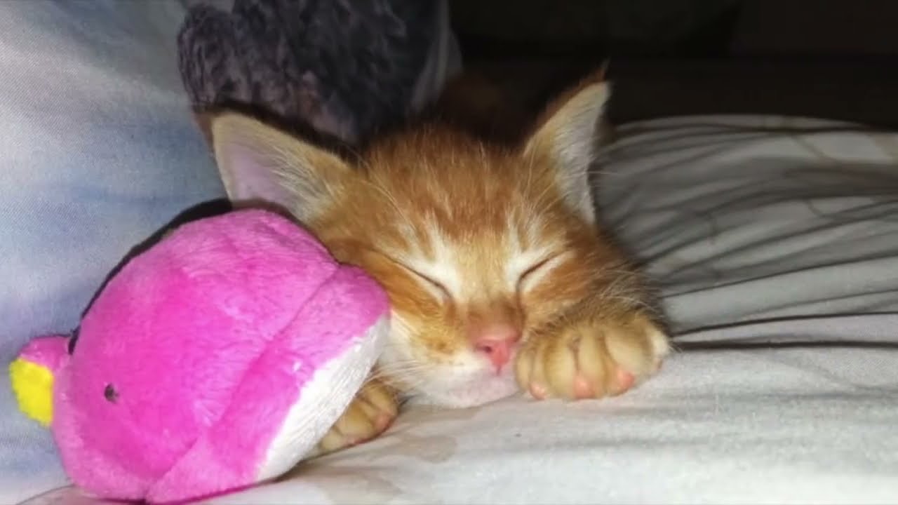 Kitten to Cat | Samurai | 2 Months - 5 Years #cat