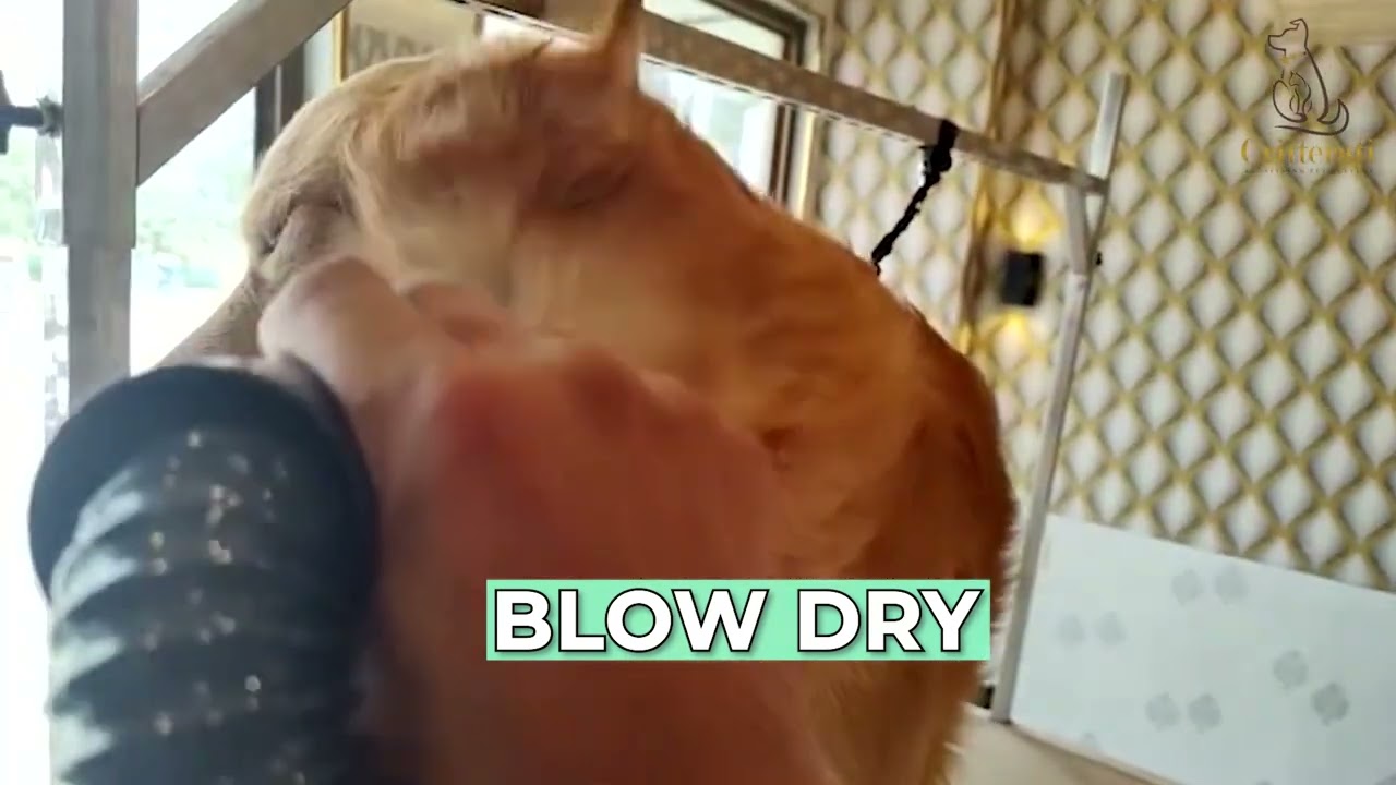 Grooming at Critterati #shortsfeed #shortsvideo #shorts #shortsviral