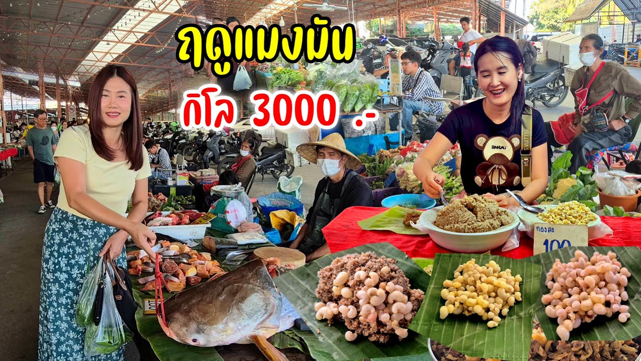 กาดนัดใหญ่จตุจักรลำพูน ของป่า แมงมันมาแล้ว ของกิน 100 กว่าร้าน ผักพื้นบ้านถูกๆ