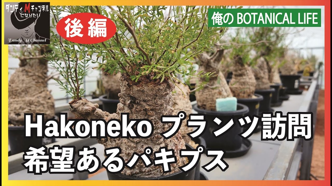 パキプス業界の情報　Hakonekoプランツ訪問しパキプス発根管理で希望が出る株がありました　入荷株情報あり　様々な塊根植物も紹介