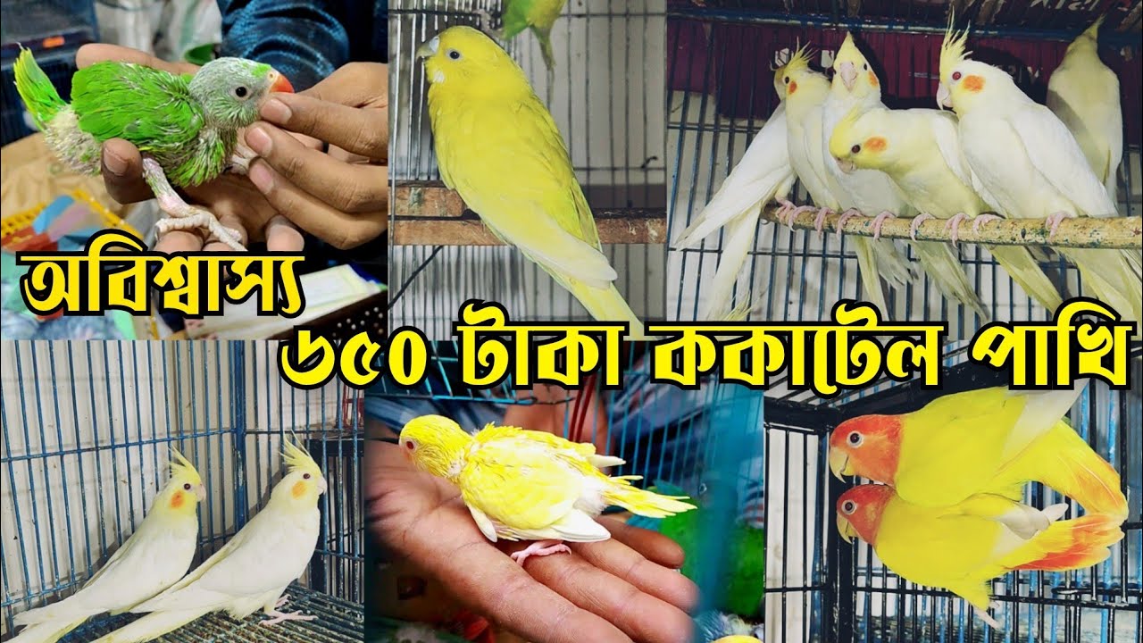 বৈশাখী অফার অবিশ্বাস্য হলেও সত্যি || ককাটেল পাখির দাম || Cockatiel bird price in Bangladesh