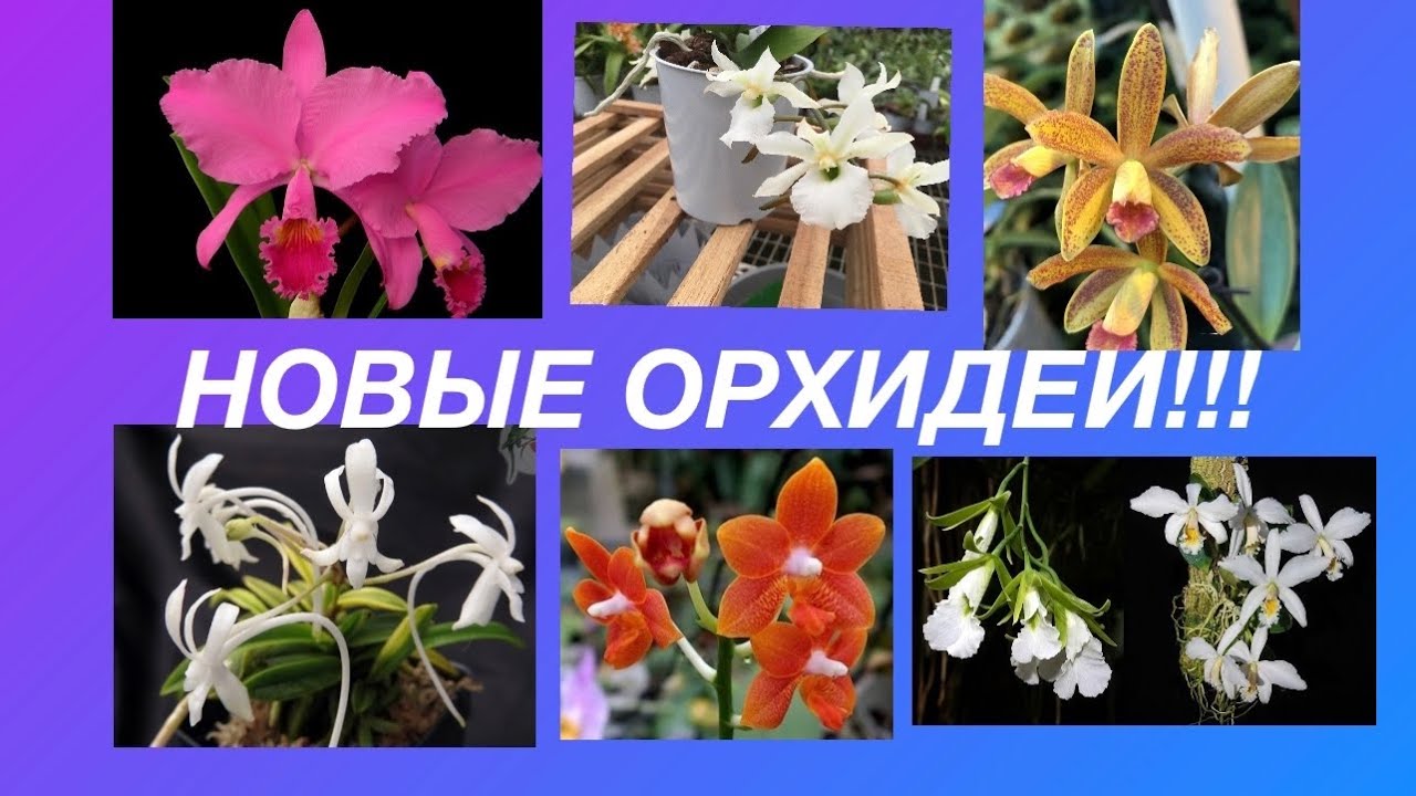 НОВИНКИ! Мой орхидейный,,детский сад,,Часть 2. И один из регионов моей страны!