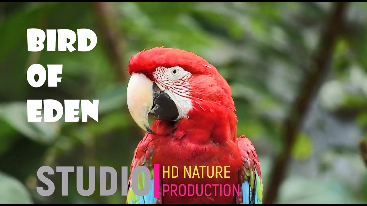 VIDEO FULL HD 