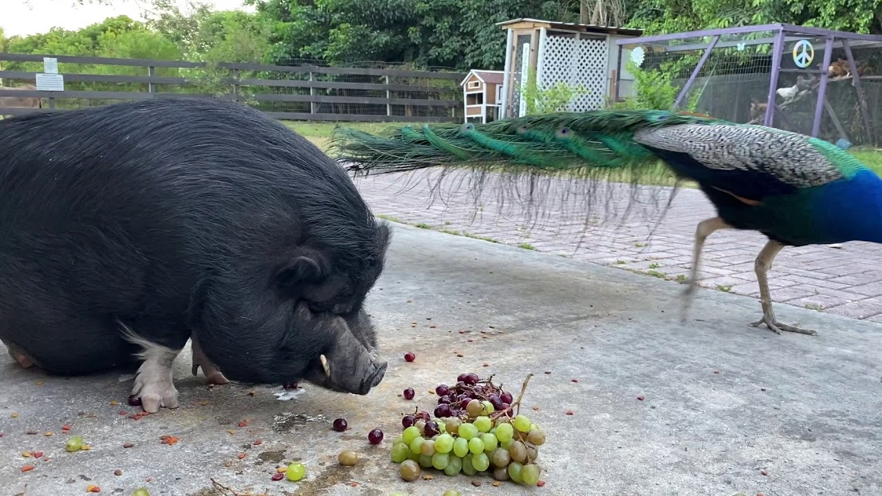 Max the potbelly pig with Pavone the peacock eating grapes