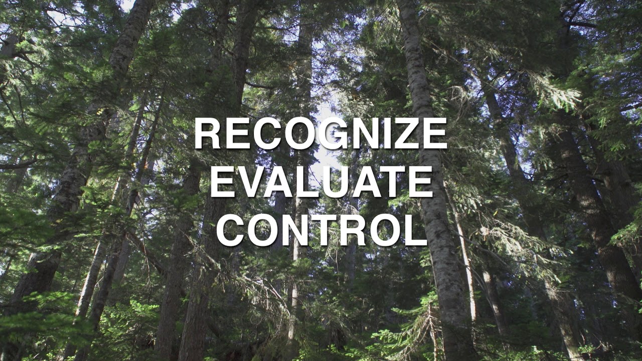 Manual Tree Falling - Site Assessment