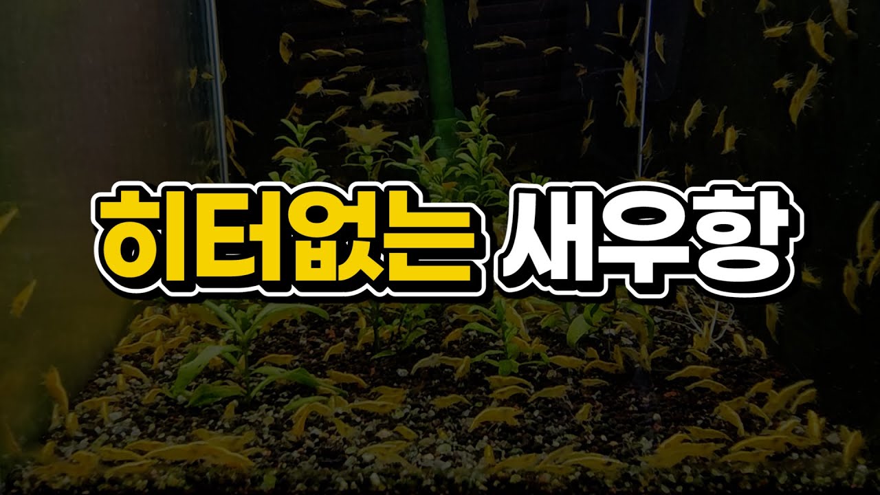 [히터없는 새우항 폭번] 새우 단독항 & 수초항 온도에 관하여
