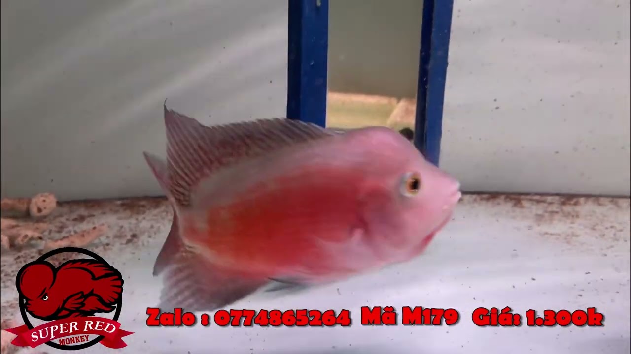 Cập Nhật Lô Cá La Hán Khỉ Đỏ Body Đẹp Chất Lượng Cho Anh Em Chơi Tết  Từ Trại SuperRedMonkey