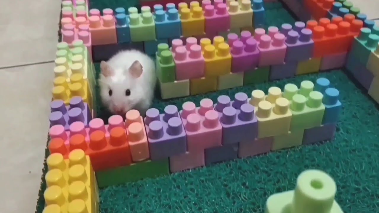 The best hamster activity moments 🐹#hamsters #pets #cute #animals #funny #funnyhamster