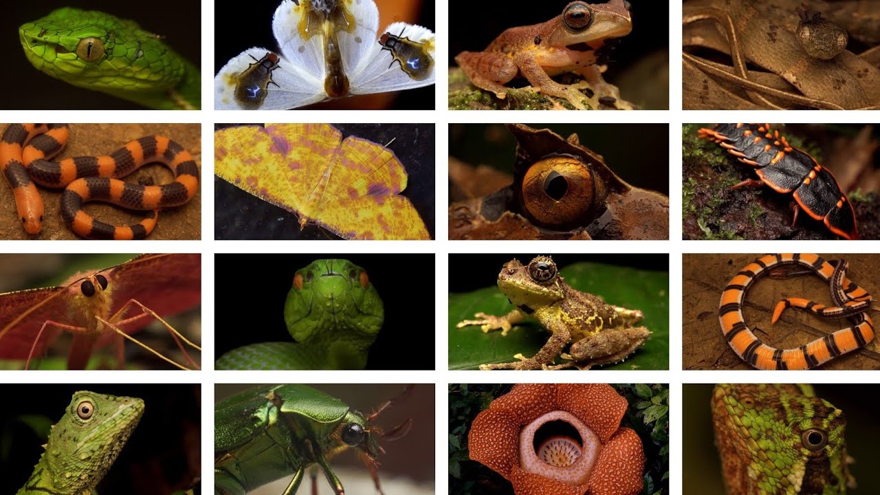 The Wonders of Kinabalu National Park 4K: Sabah, Borneo: Snakes, Frogs, Lizards, Moths, Spiders, etc