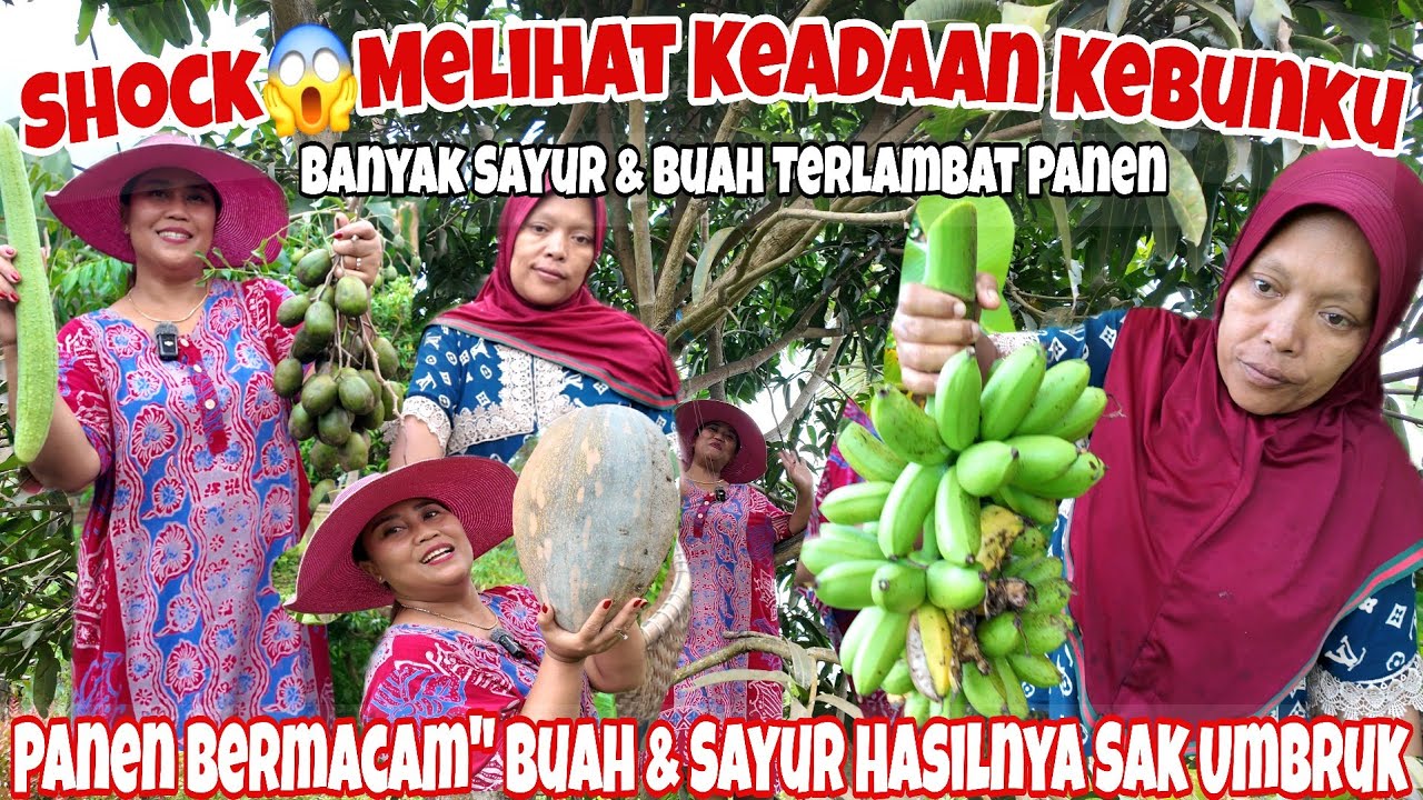 SHOCK MELIHAT KEADAAN KEBUNKU SETELAH PULANG DARI JAKARTA‼️BANYAK SAYURAN YANG TERLAMBAT PANEN 😱
