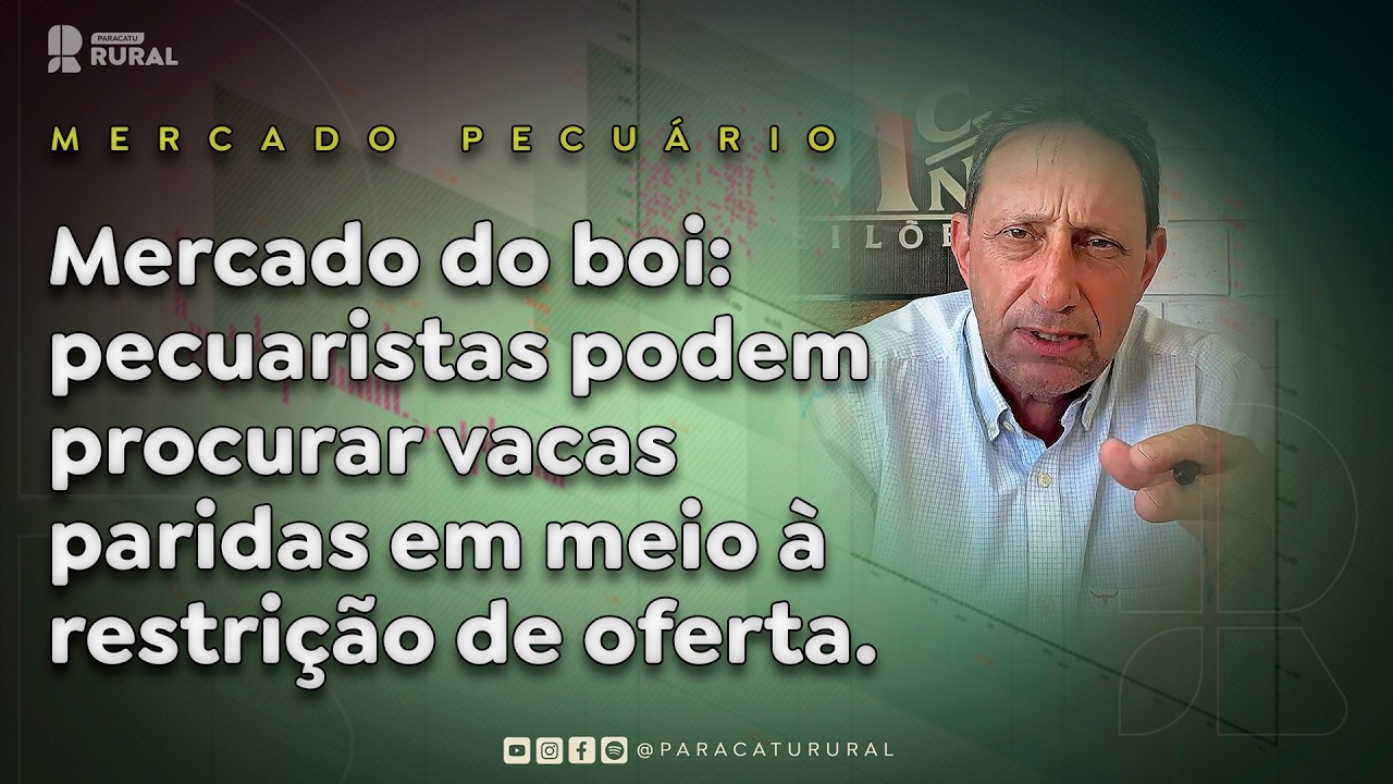 Mercado do boi: pecuaristas podem procurar vacas paridas em meio à restrição de oferta.