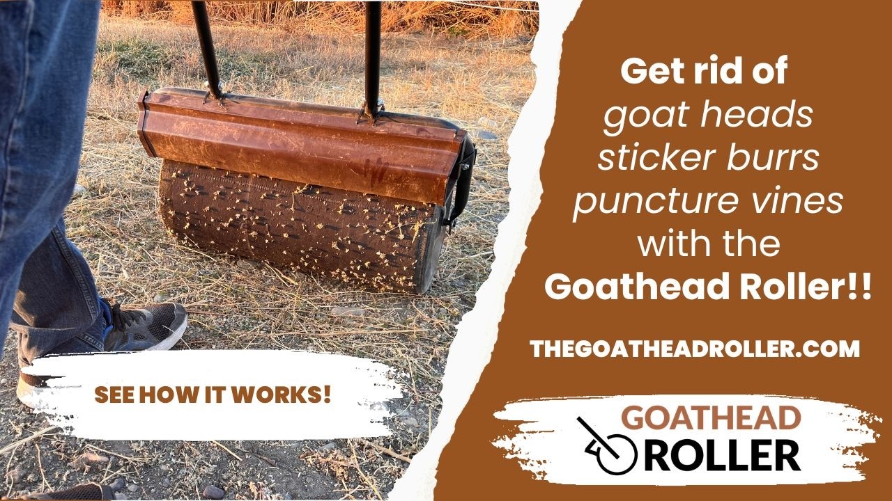 How to get rid of Goat heads with the Goathead Roller!  #thegoatheadroller #goatheadremoval