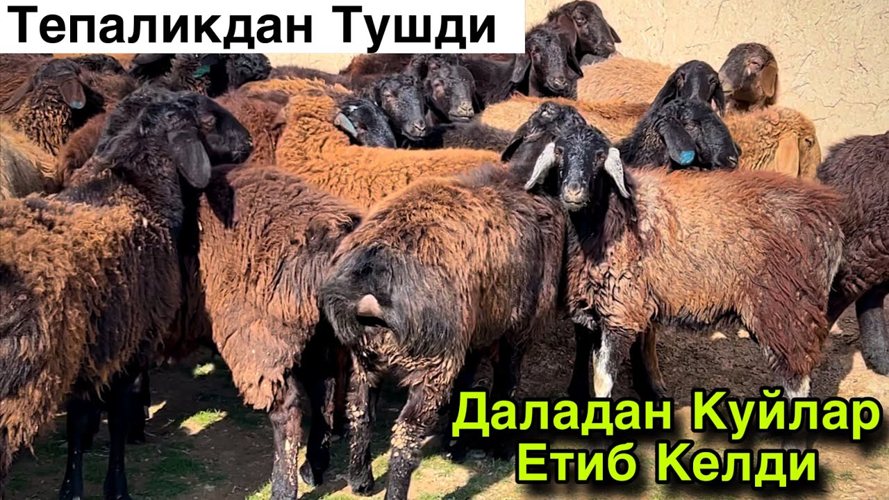 Куйлар Келди! ☎️+998 99 125 5020
