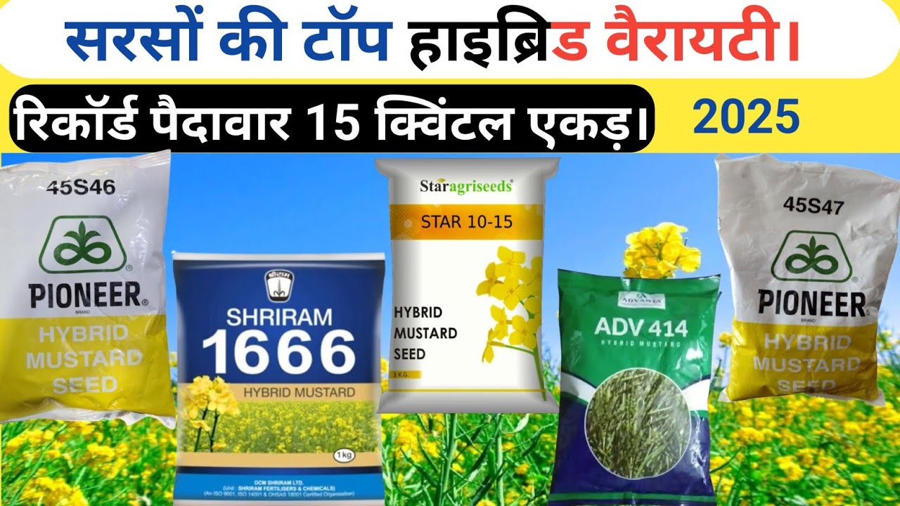 सरसों की टॉप 5 वैरायटियां 2025 | सबसे अधिक पैदावार देने वाली किस्में | Sarso Ki Top 5 Variety#sarson