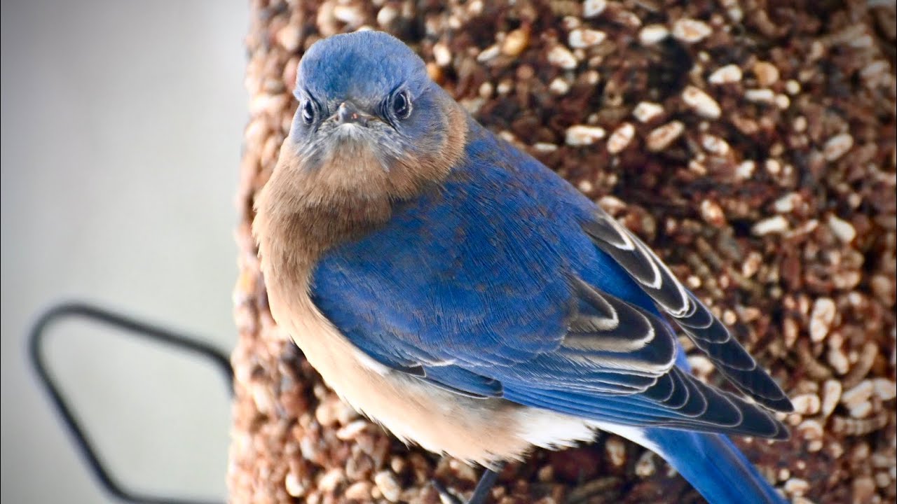 Birdseed Cylinders