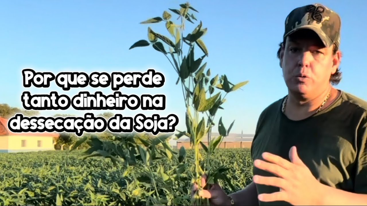 Por que se perde tanto dinheiro na dessecação da Soja?