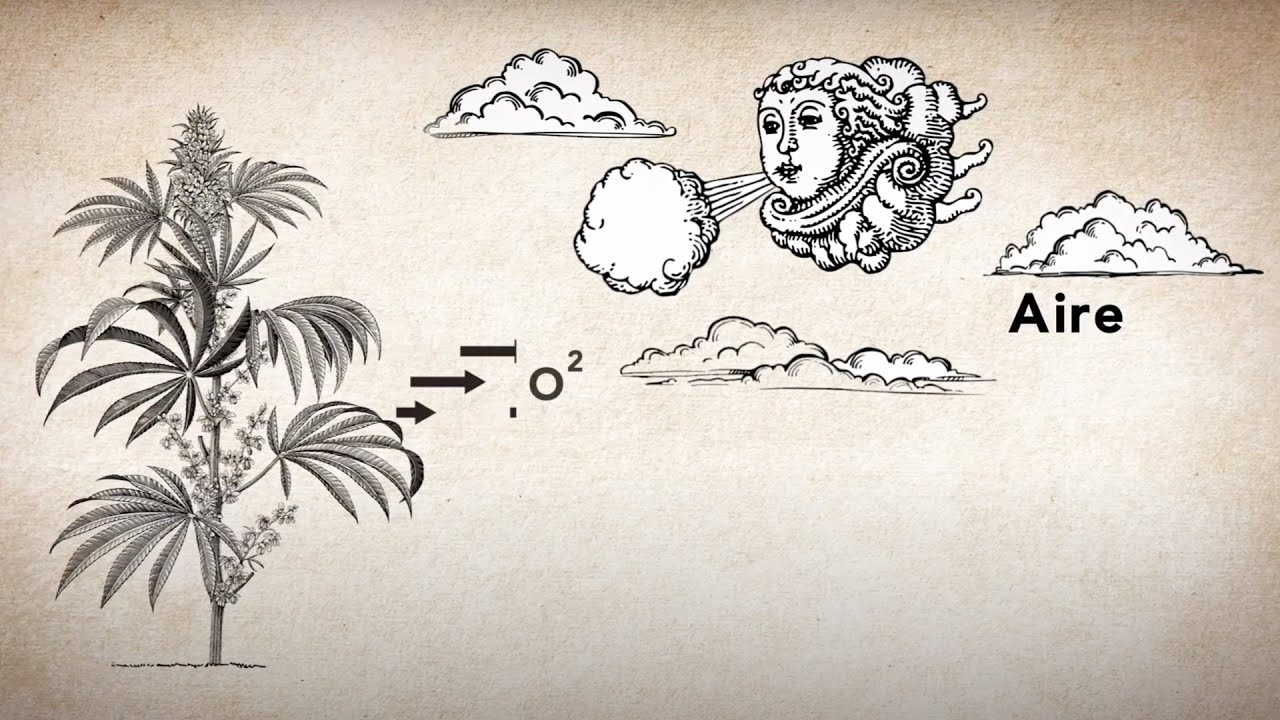 &iquest;Qu&eacute; necesita una planta de marihuana?