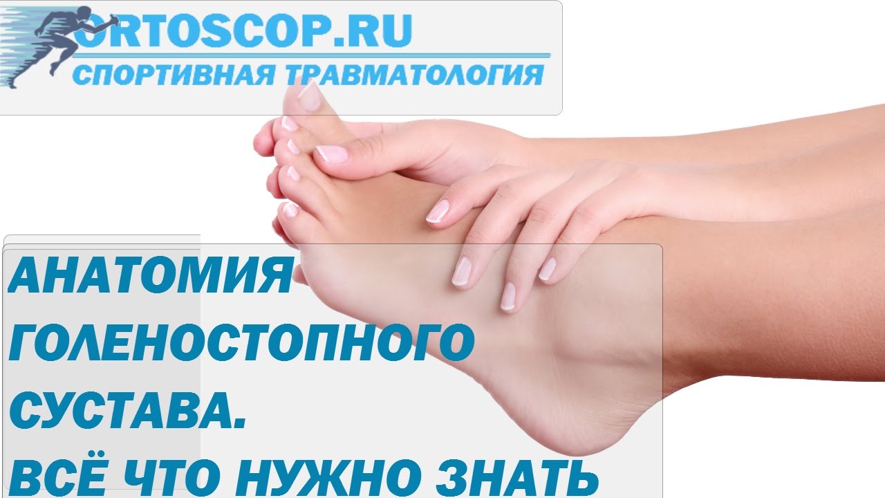 АНАТОМИЯ ГОЛЕНОСТОПНОГО СУСТАВА. ВСЁ ЧТО НУЖНО ЗНАТЬ