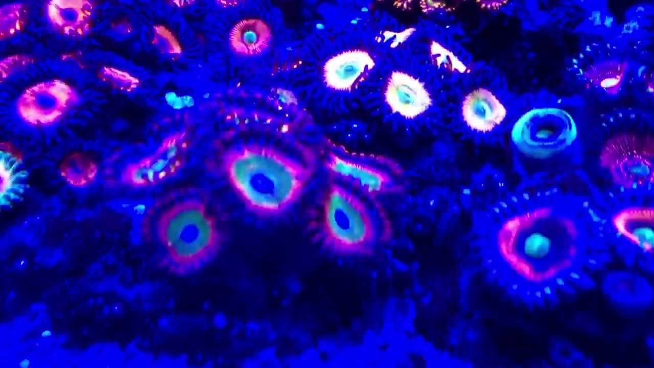 20 gallon tall drilled 10 gallon Sump Mixed Reef 9 months Gu10 DIY Cree LED Actinic