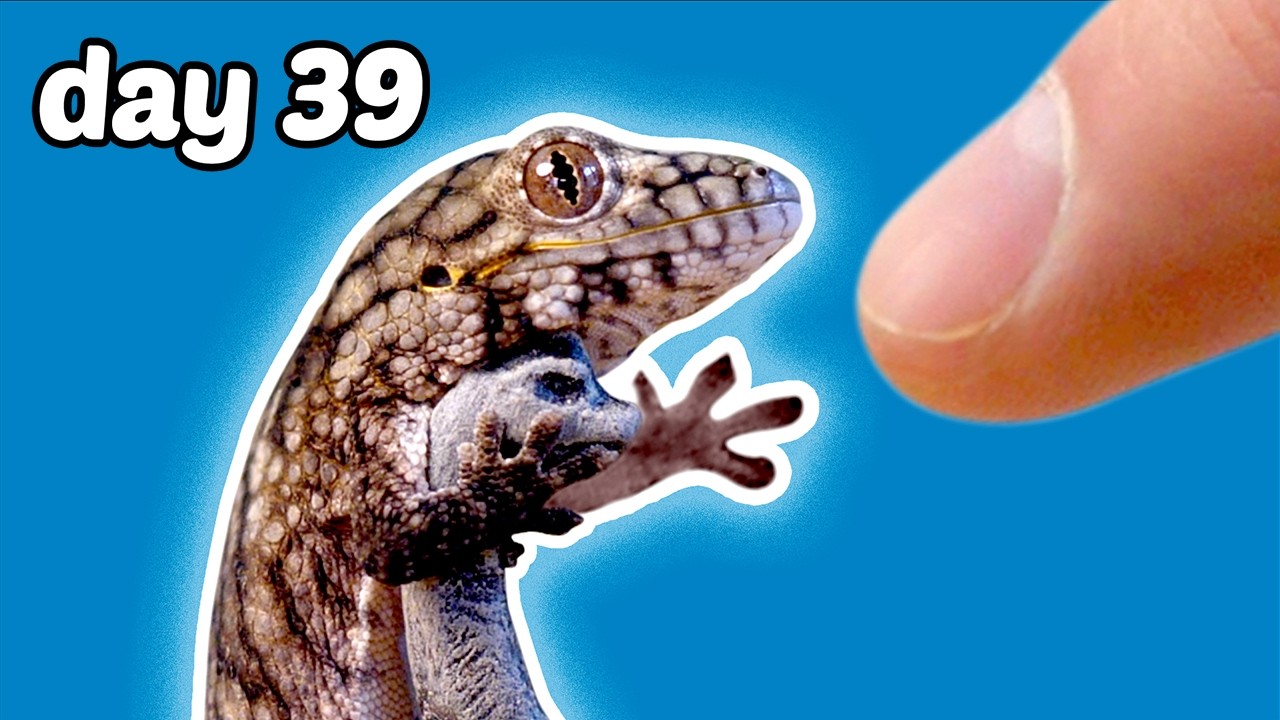 The Process of Making Friends With a Baby Lizard