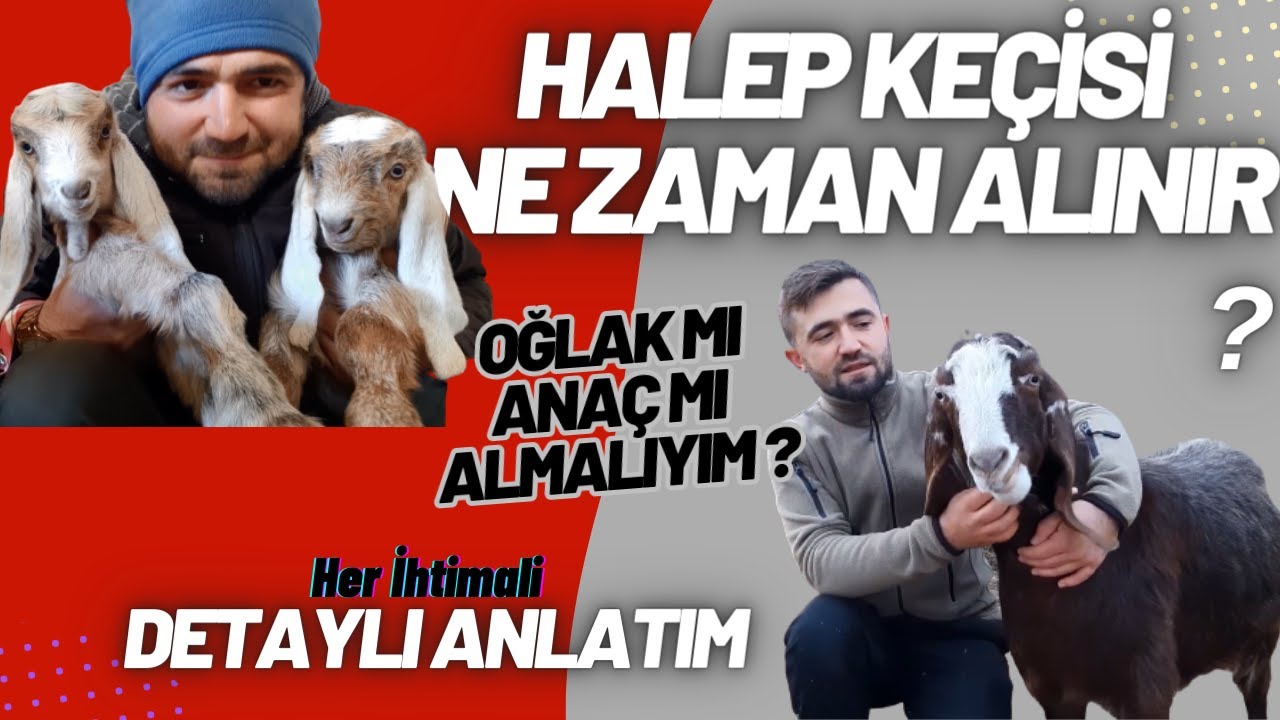 HALEP KEÇİSİ NE ZAMAN ALINIR ? Detaylı Anlatım - En Karlı Dönemi? - Anaç mı Oğlak mıÇebiç mi alalım?