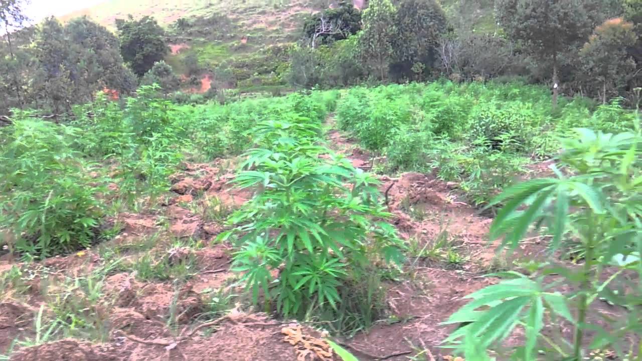cannabis outdoor large scale