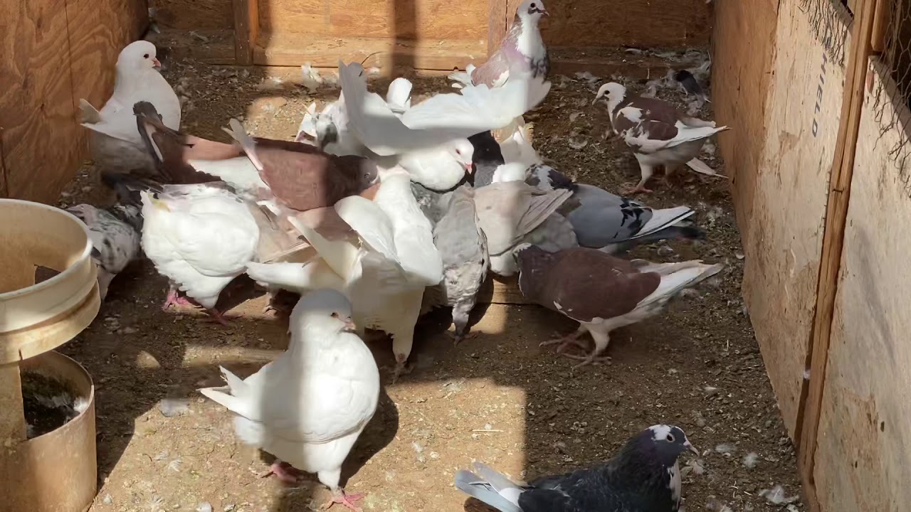 Nquab loj heev giant utility pigeons.