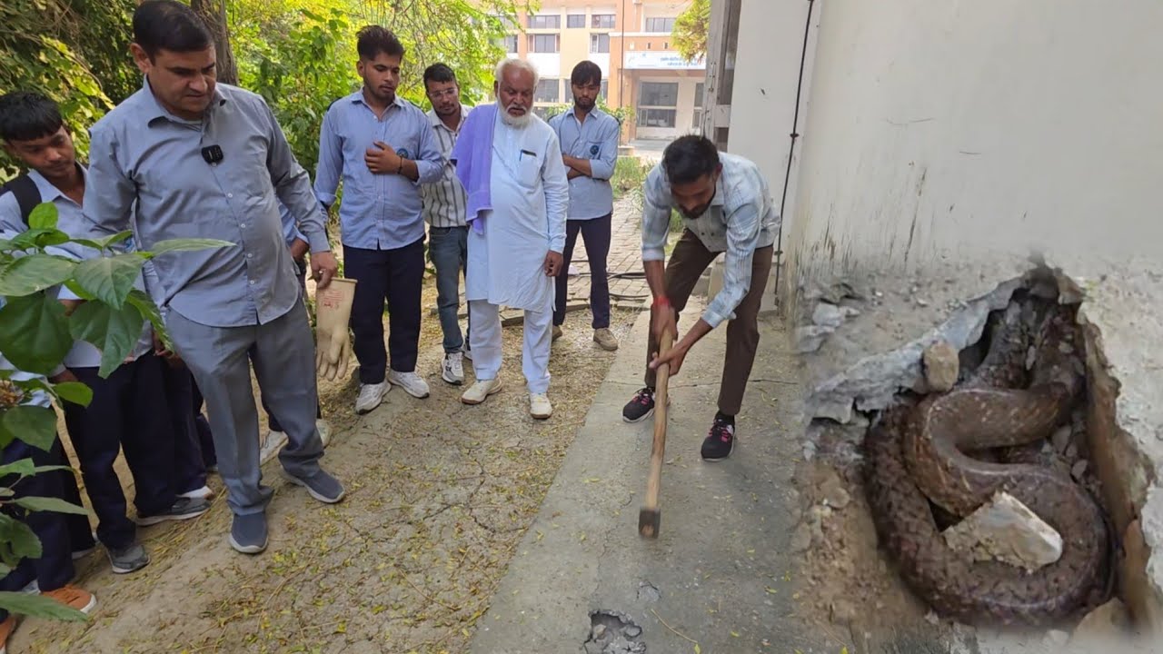 राजौंद आई टी आई में निकले सांपऔर विषखोपरा///स्नेकमैन सतीश (फफडाना)-9255130130