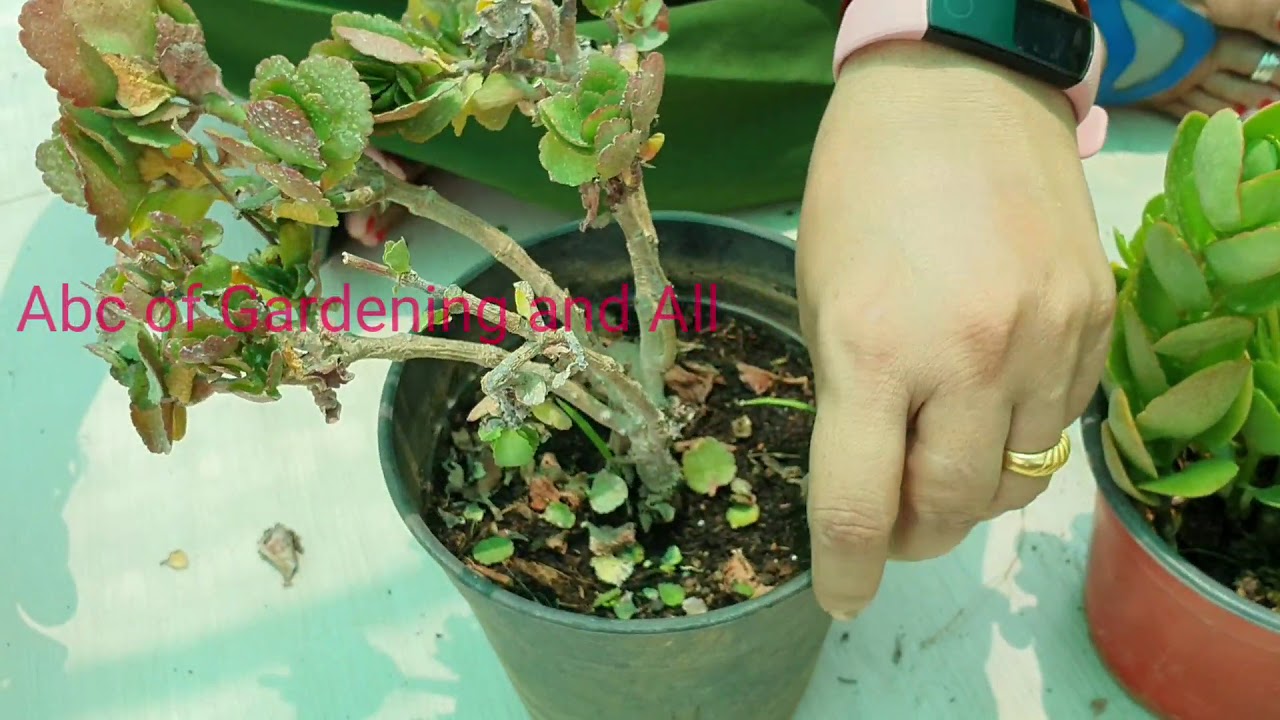 491.Marte hue kalanchoe ko kaise bachyen/how to save dying Kalanchoe🌱🥀⚘