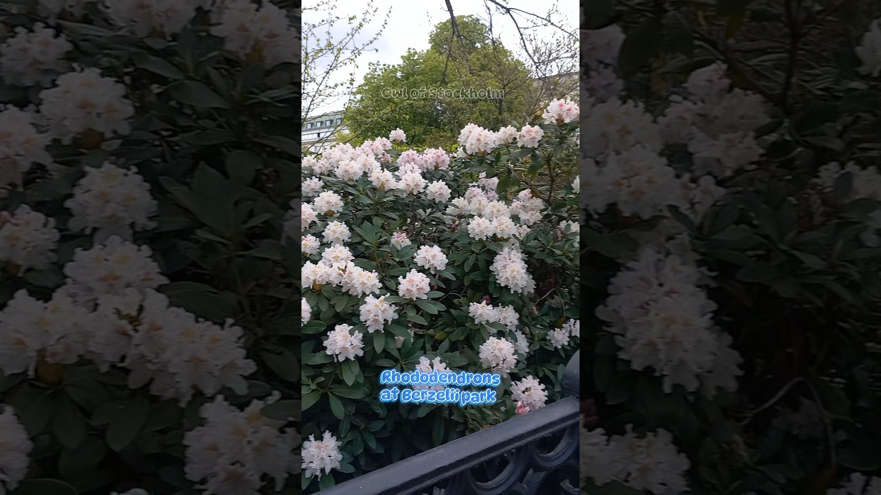 rhododendron at Berzelii park
