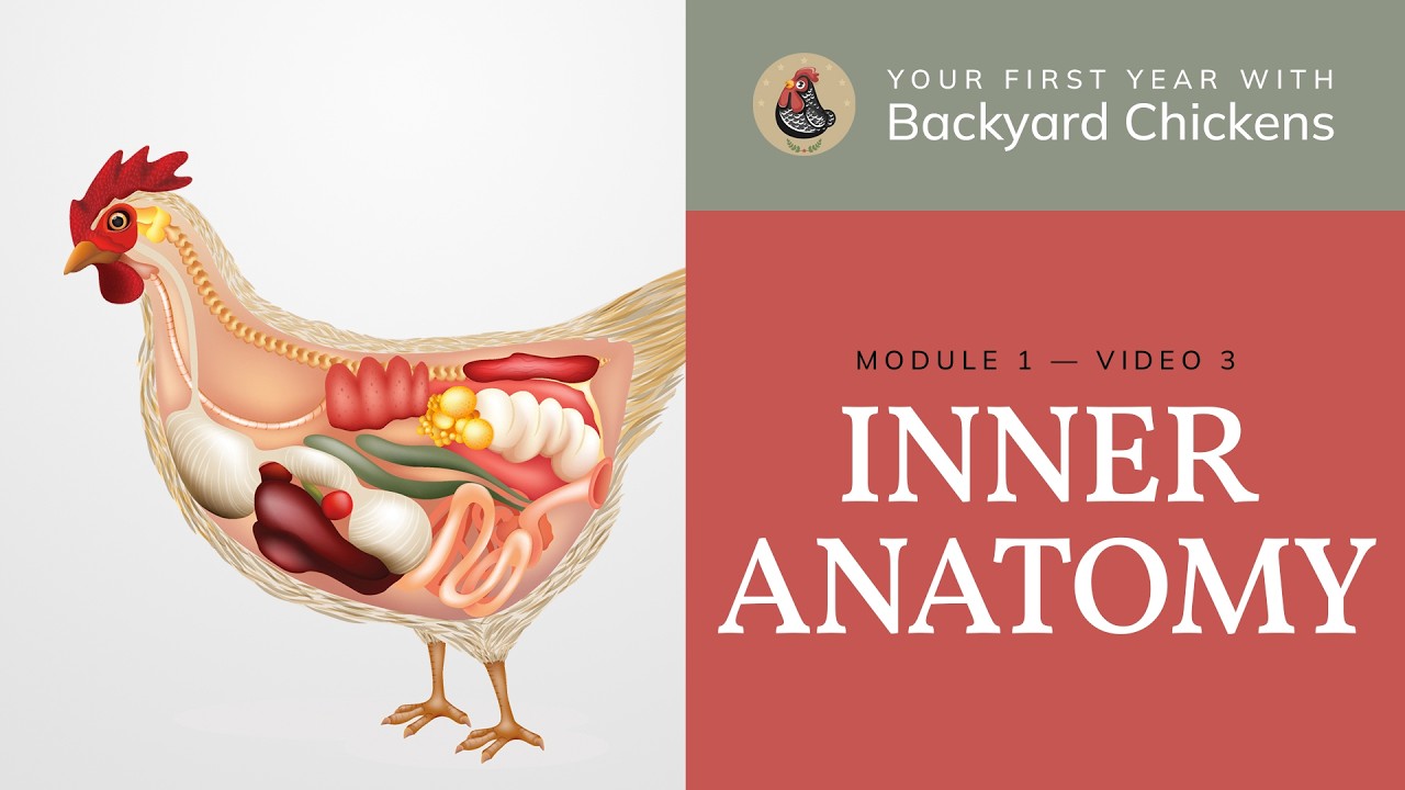 M1 V3 About Chickens: Inner Anatomy