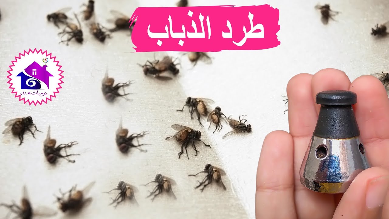 طرد الذباب 🪰 حيل ذكية للقضاء على الذباب نهائيا في الصيف