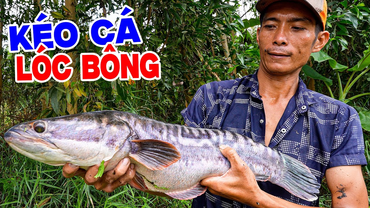 Loài Cá Tàn Phá Bậc Nhất, Buộc Phải Săn Để Bảo Vệ Hệ Sinh Thái