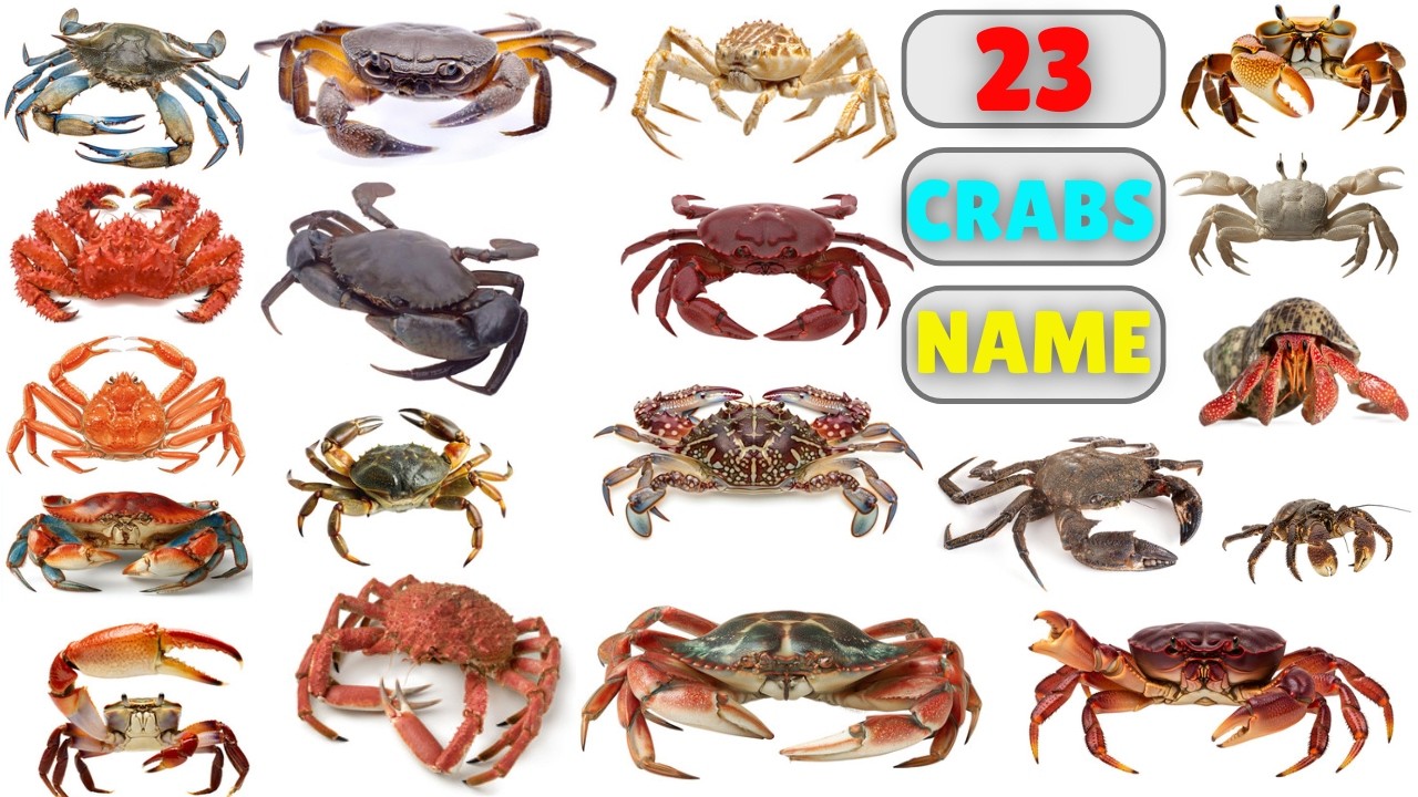 Crabs Vocabulary ll 23 Crabs Name in English With Pictures ll Crab Species