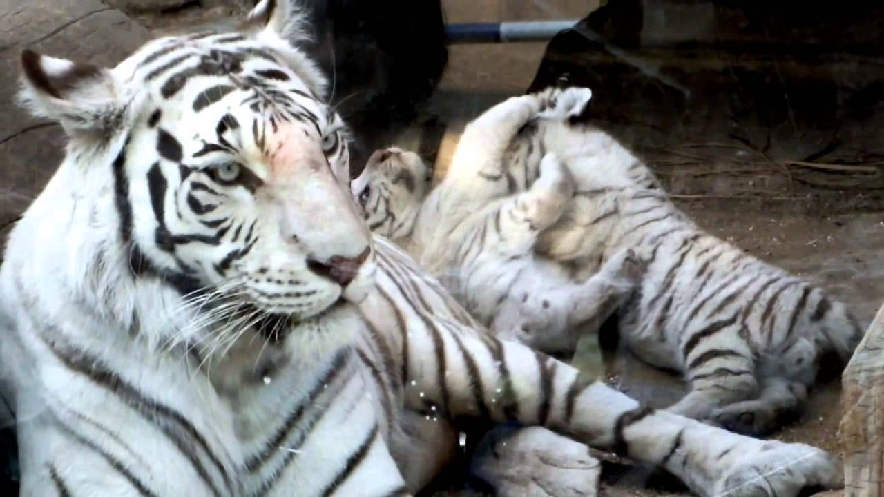 #06 Baby white tiger and mom. 8 weeks old.生後8週間、ホワイトタイガー母子。
