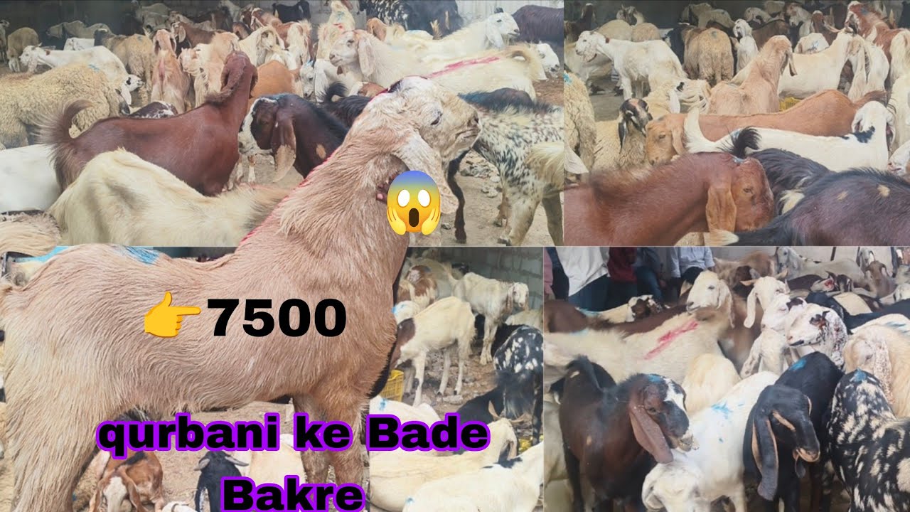 Pure qurbani ke Bade heavyweight Bakre Rajasthani breed aur Qassi Bakre hai available in borabanda