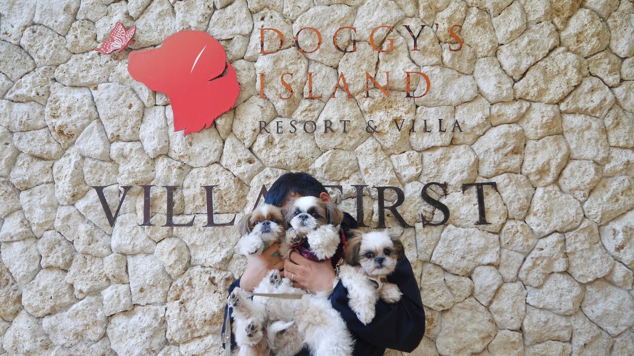 【犬旅】初めてのドギーズアイランド！ #シーズー #犬とお出かけ #ドギーズアイランド #子犬 