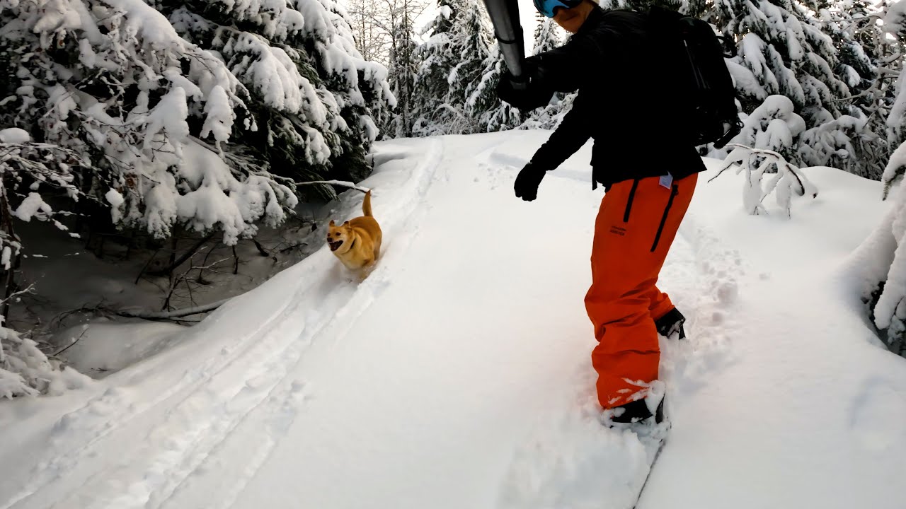 Snowboard Dog Walking  - Backcountry Gear Test