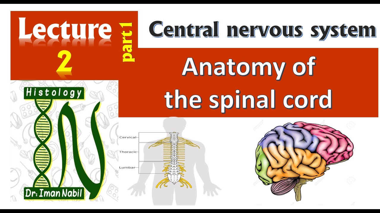 2a-Anatomy of spinal cord-CNS