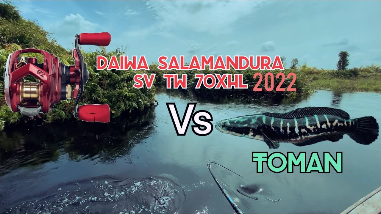 Daiwa salamandura sv tw 70XHL VS TOMAN || SOUND AMAZING WITH CLICKER DRAG 🔥🔥