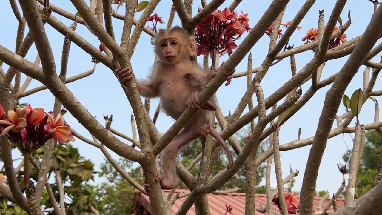 Beautifel Monkey Yuri Climbing Tree So High When She Hasn't Waering Clothes