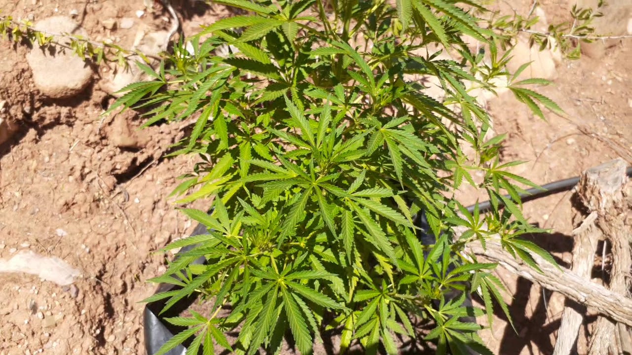 Outdoor grow 2019/2020 season