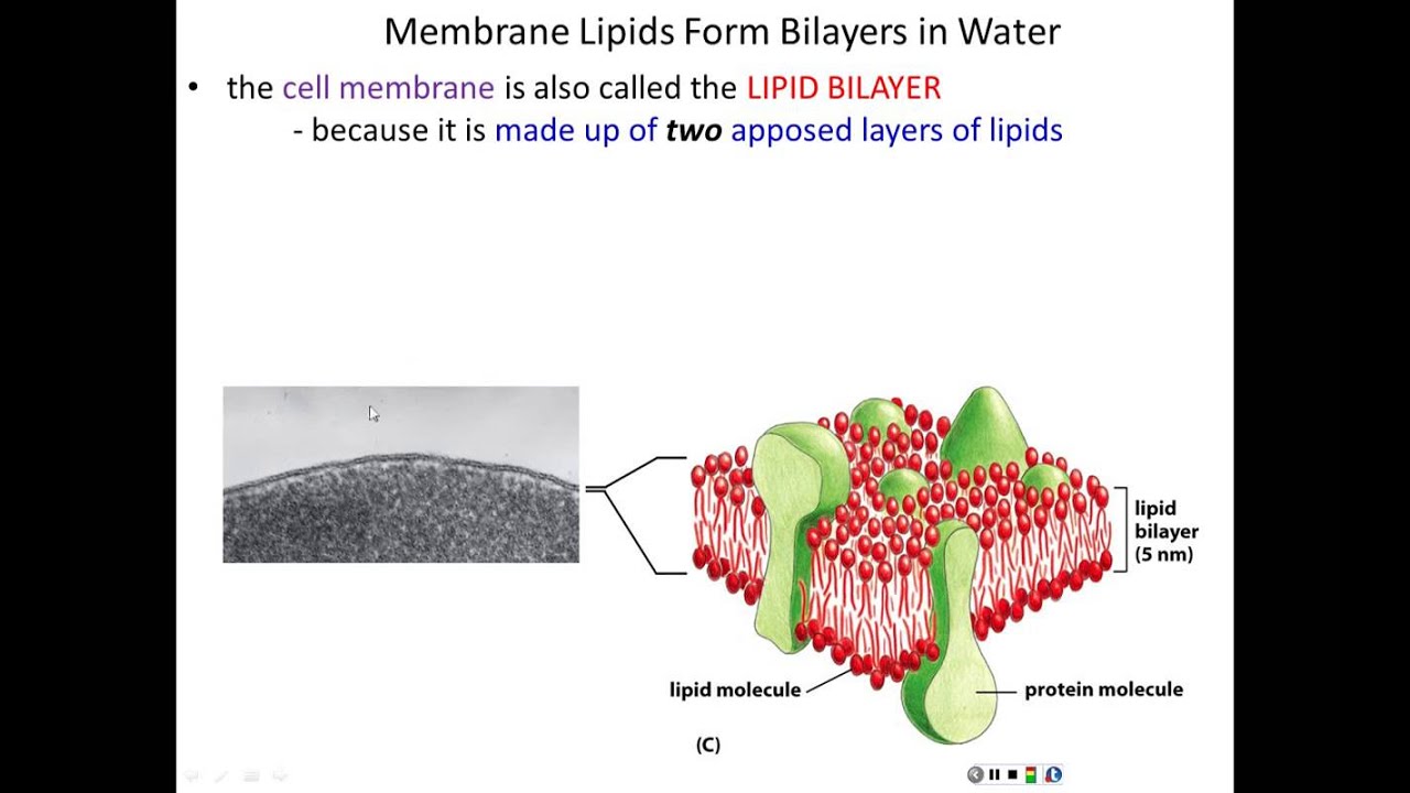 Lecture 11 - Membrane Structure - Chapter 11