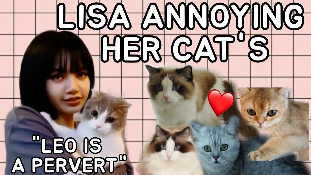 LISA ANNOYING HER CATS