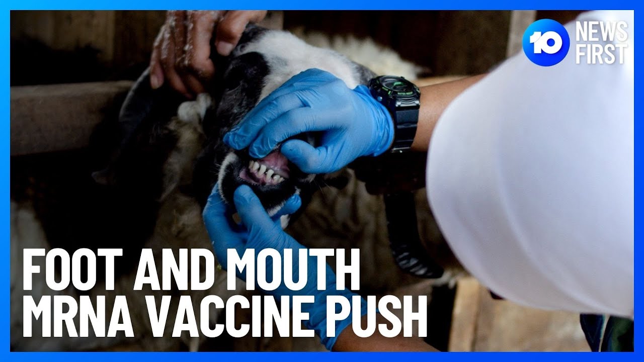 Foot And Mouth MRNA Vaccine Research Push | 10 News First