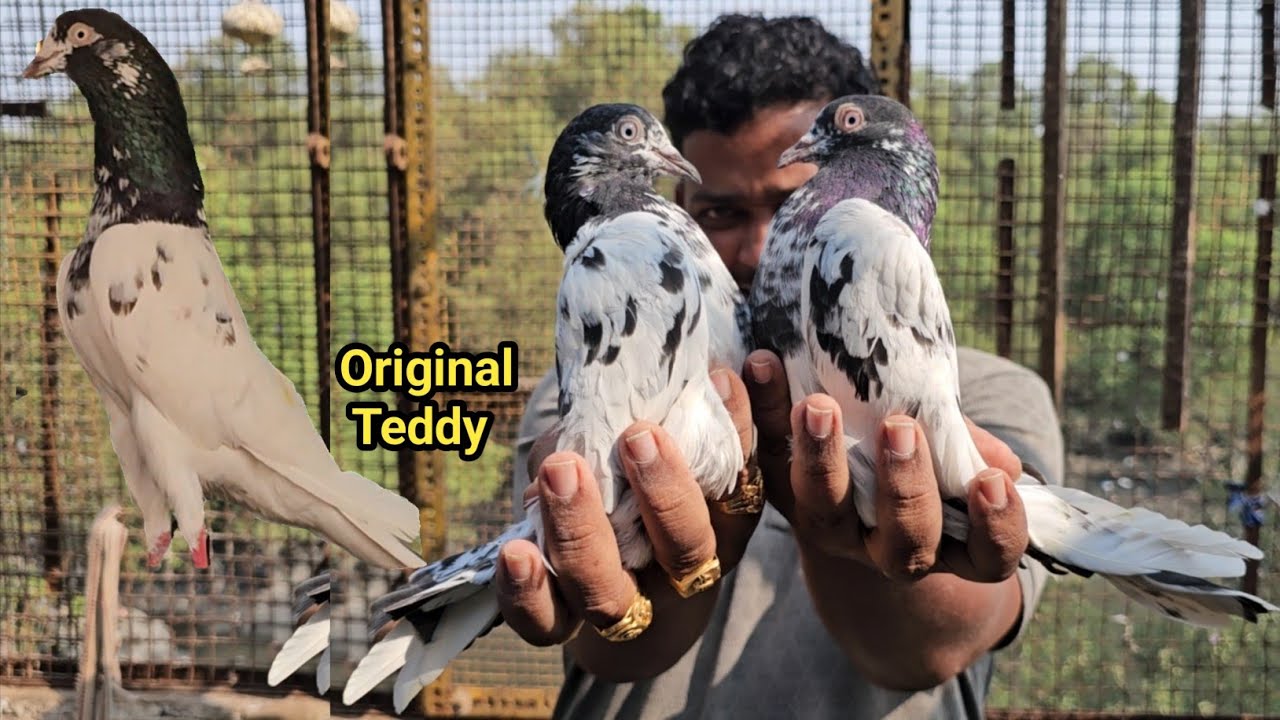 Amol Bhai Ke  1 Number Quality Ke Original Teddy Kabootar 🤩🥳Aapka Dil♥️Khush Ho Jayega. Jay Kabootar